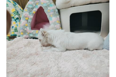 成約済の兵庫県のチワワ(ロングコート)-157036の9枚目